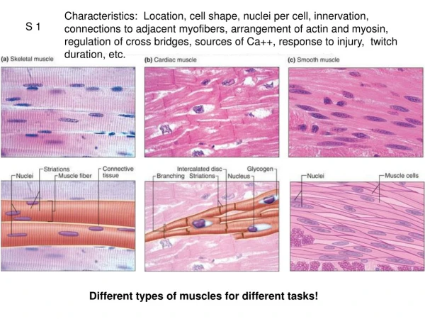 Different types of muscles for different tasks!