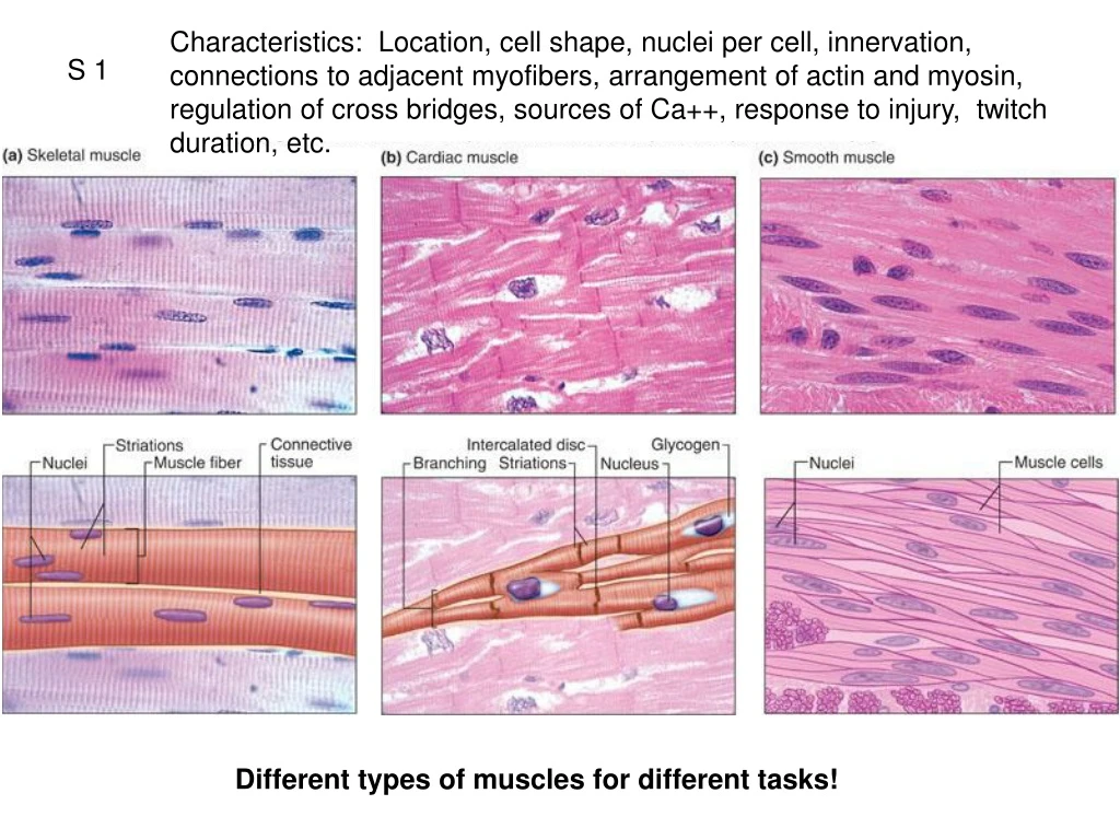 characteristics location cell shape nuclei