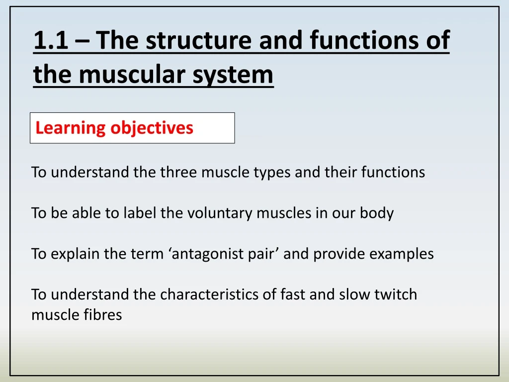 1 1 the structure and functions of the muscular
