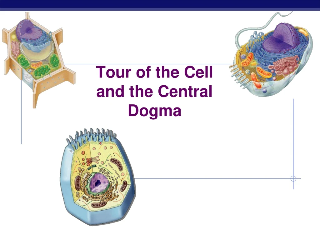 tour of the cell and the central dogma