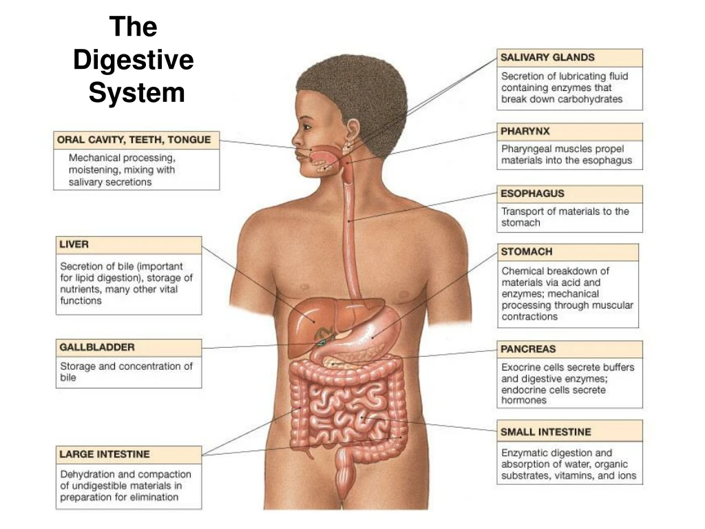 the digestive system