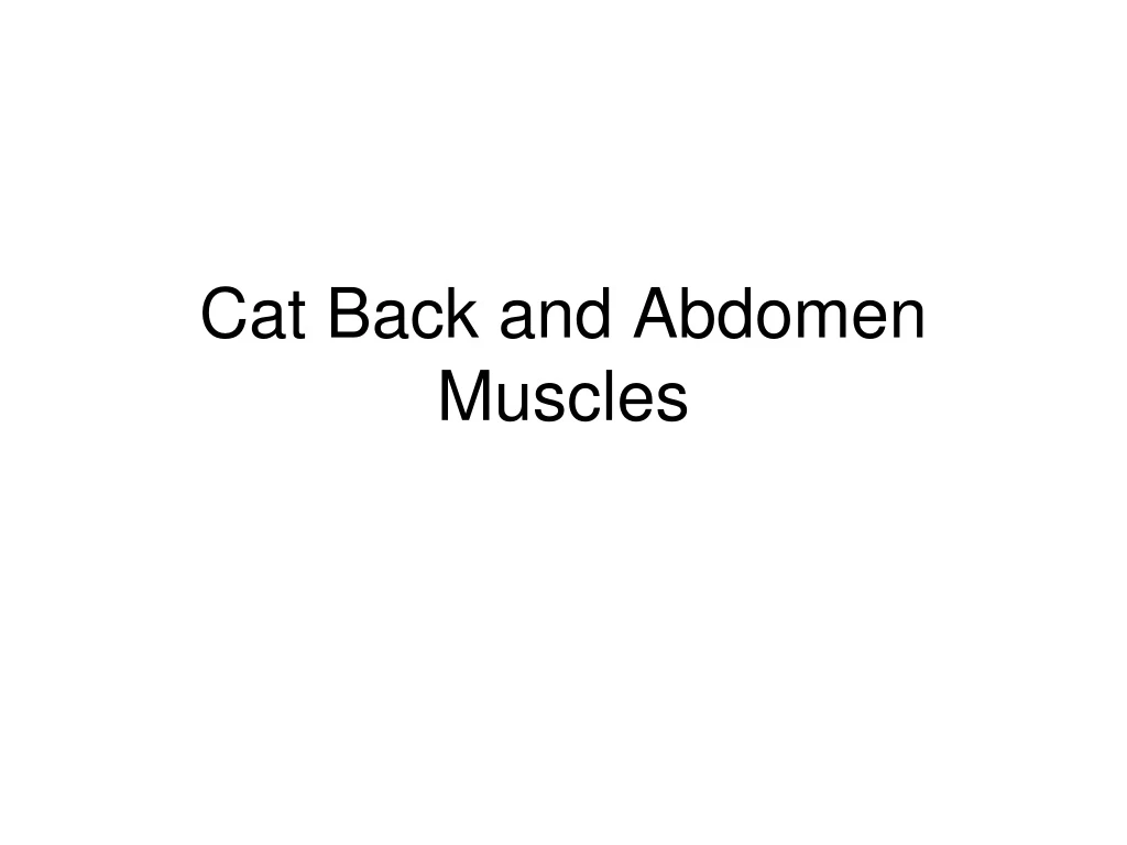 cat back and abdomen muscles