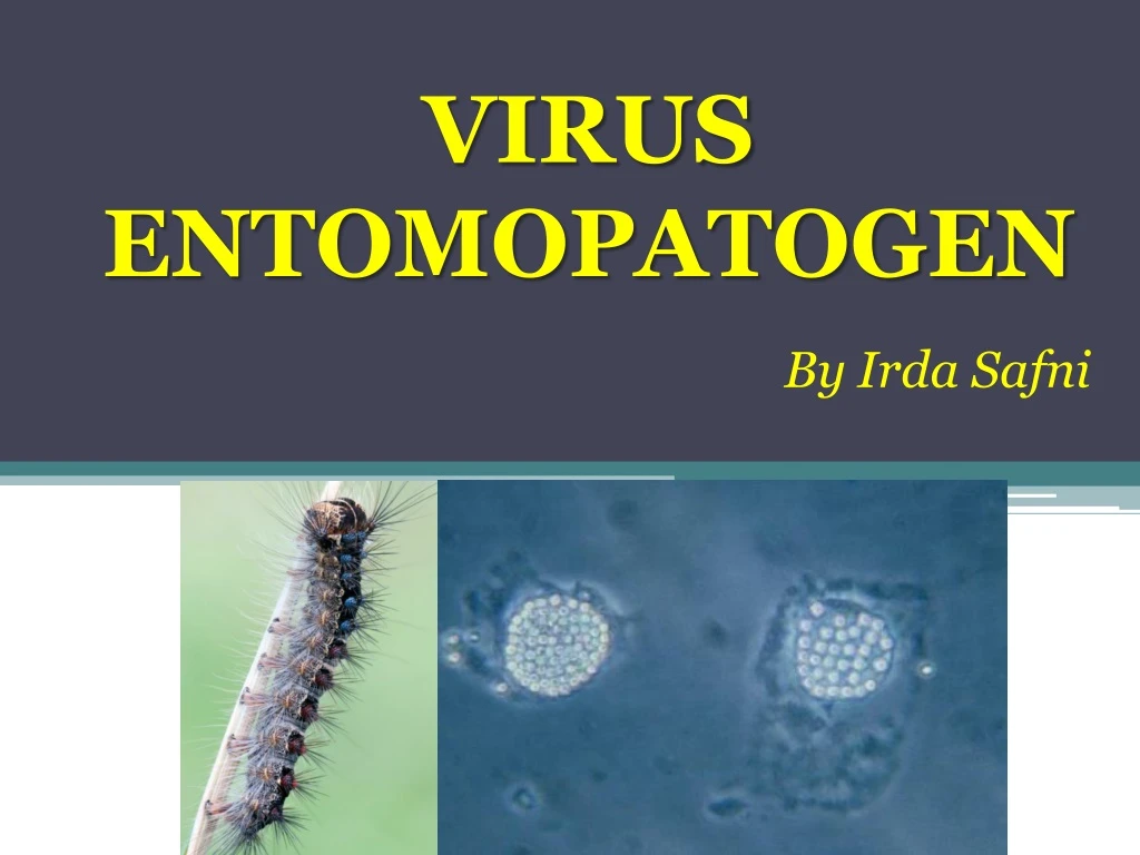 virus entomopatogen
