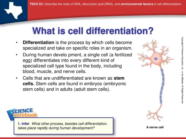 What is cell differentiation?