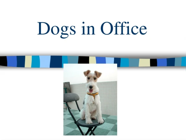 Dogs in Office