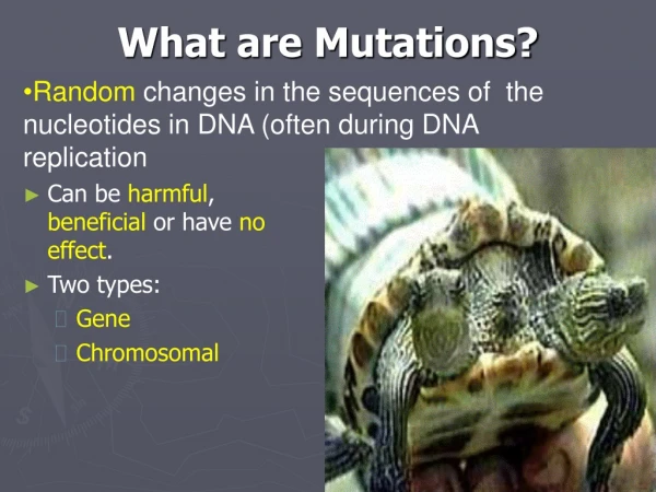 What are Mutations?