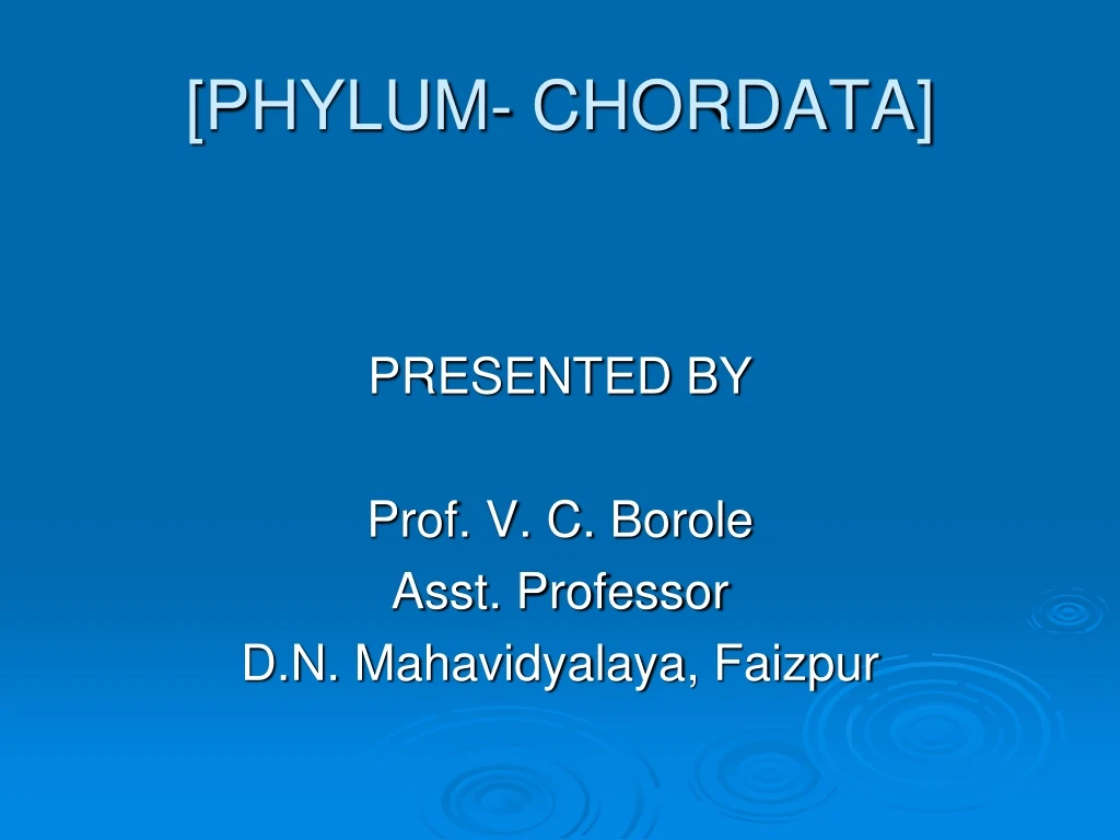 phylum chordata