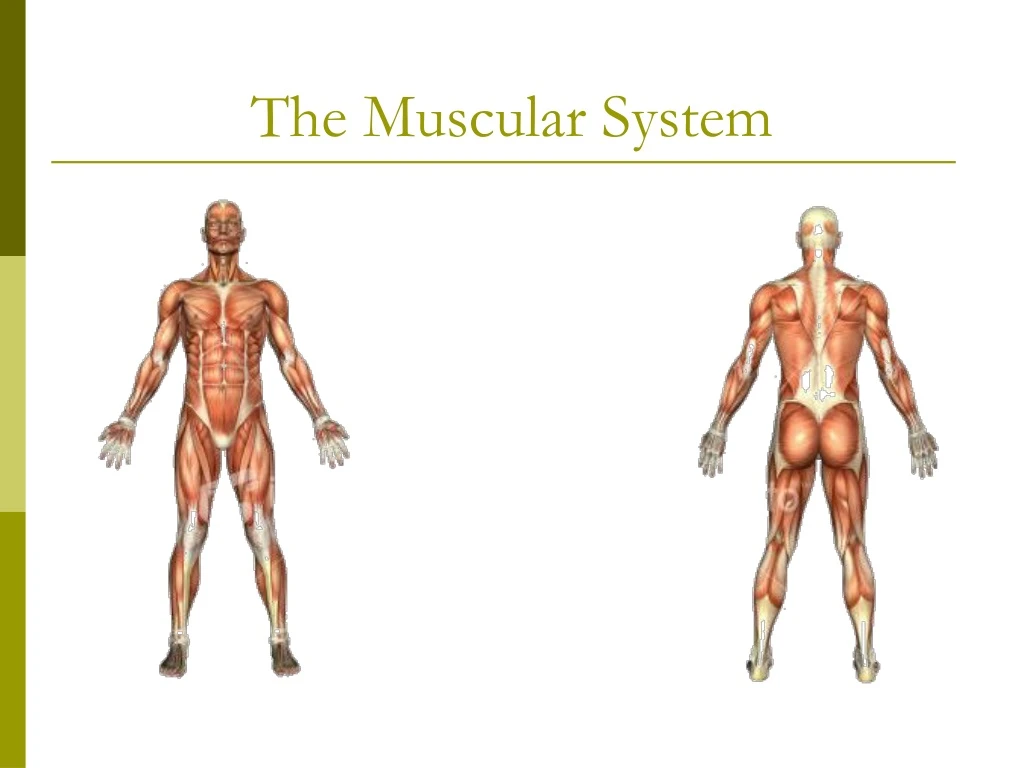 the muscular system