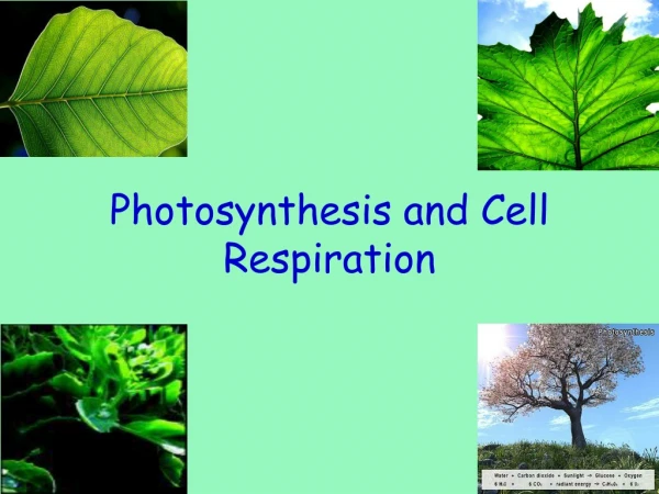 Photosynthesis and Cell Respiration