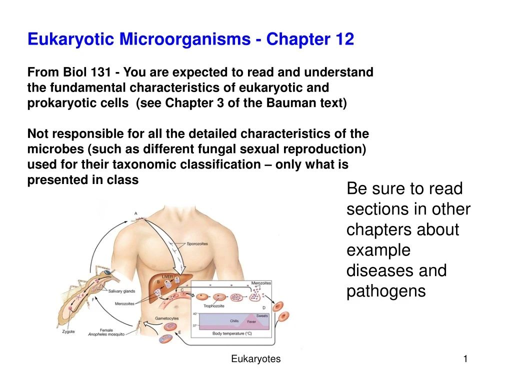 eukaryotic microorganisms chapter 12 from biol