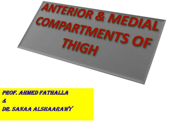 ANTERIOR &amp; MEDIAL COMPARTMENTS OF THIGH