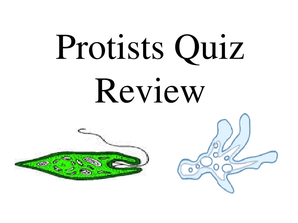 protists quiz review