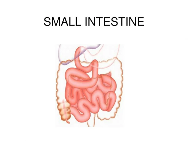 SMALL INTESTINE