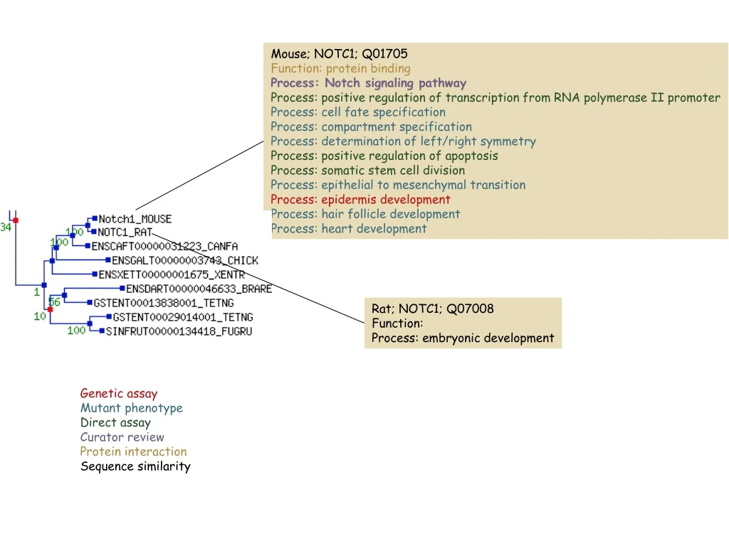 mouse notc1 q01705 function protein binding