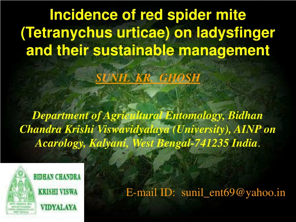 incidence of red spider mite tetranychus urticae