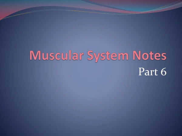 Muscular System Notes