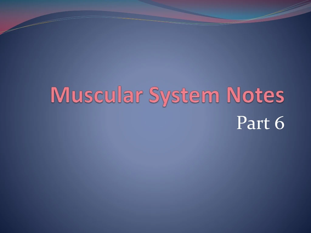 muscular system notes