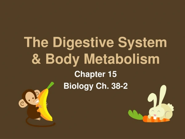 The Digestive System &amp; Body Metabolism