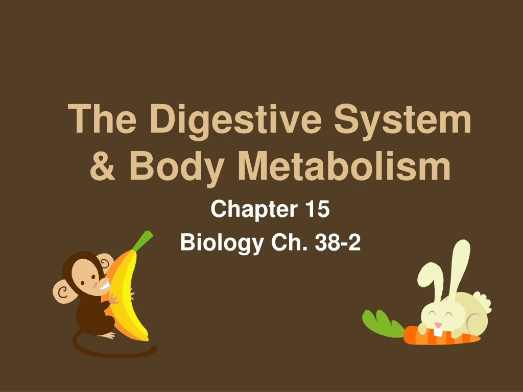 the digestive system body metabolism
