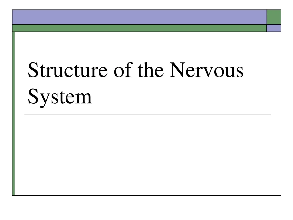 structure of the nervous system