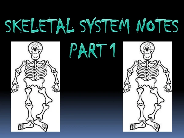 SKELETAL SYSTEM NOTES      	         PART  1