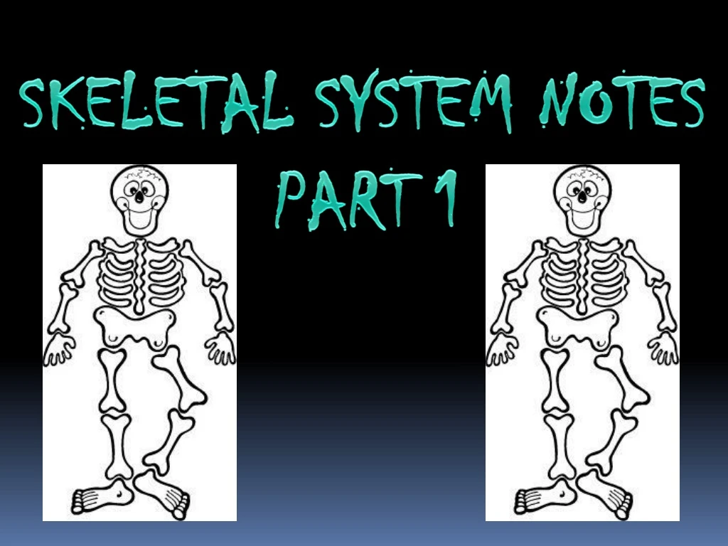 skeletal system notes part 1