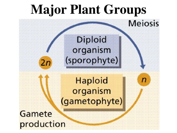 Major Plant Groups