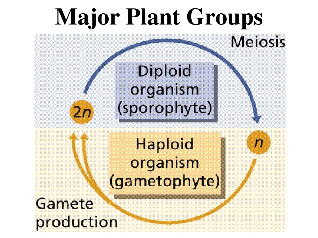 major plant groups