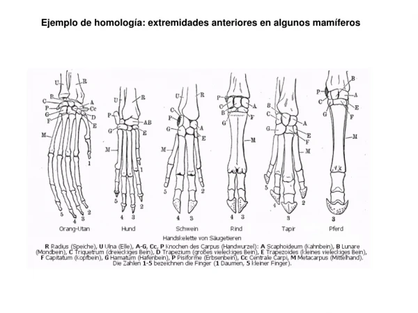 Ejemplo de homología: extremidades anteriores en algunos mamíferos