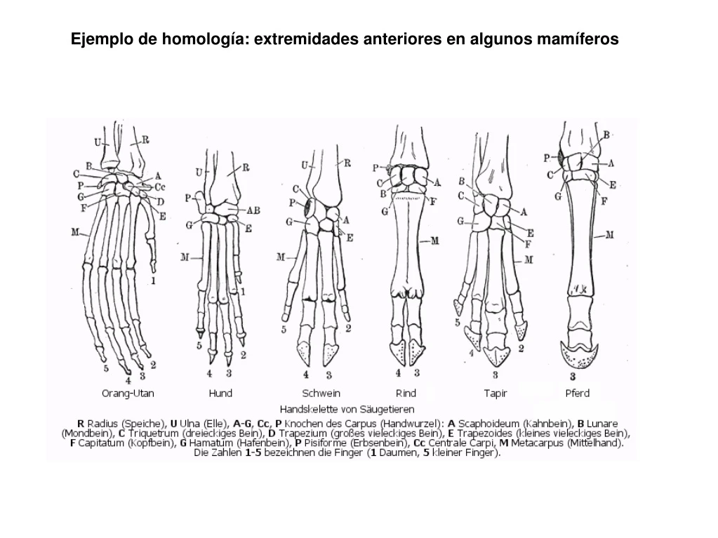 ejemplo de homolog a extremidades anteriores