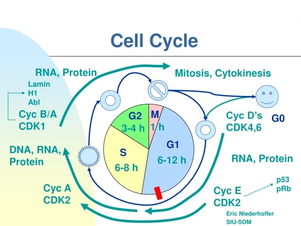 Cell Cycle