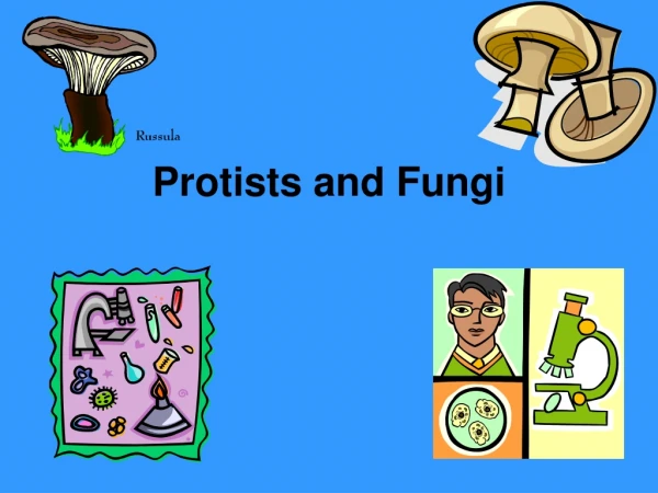 Protists and Fungi