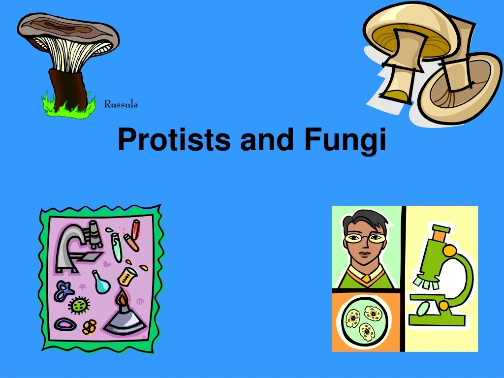 protists and fungi