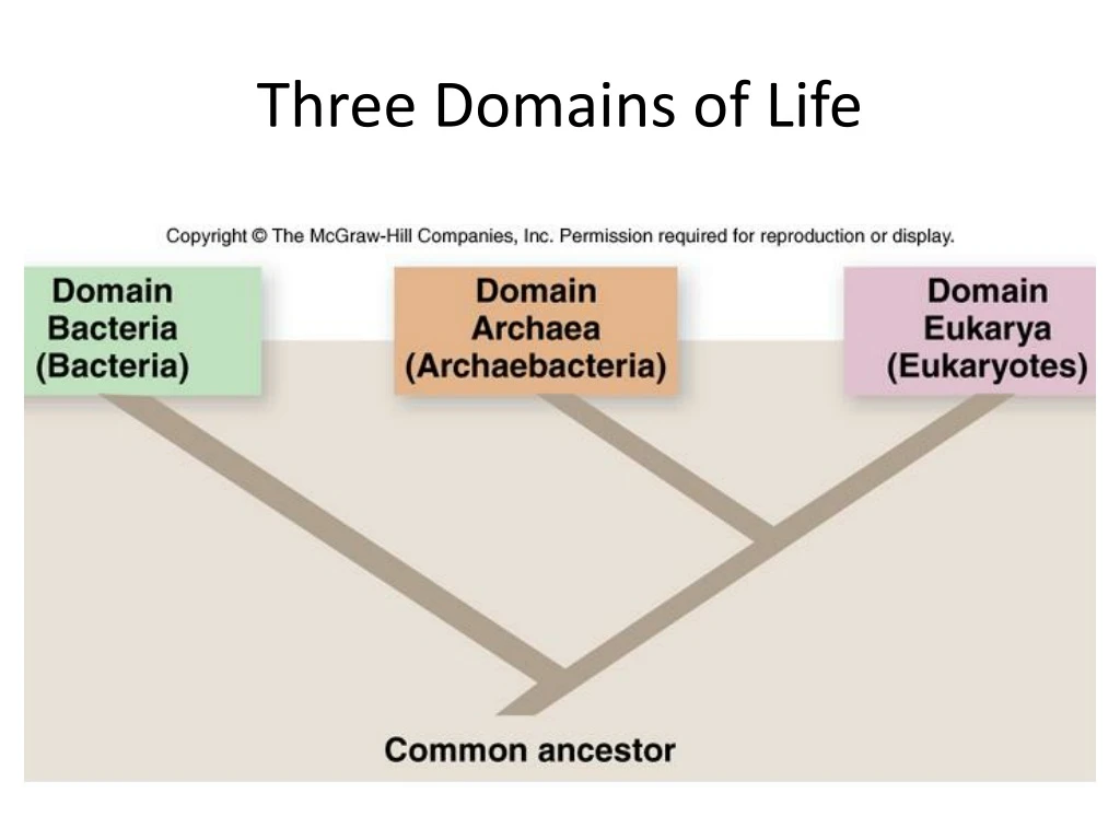 three domains of life