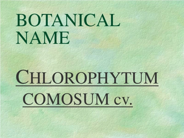 BOTANICAL NAME