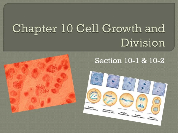 Chapter 10 Cell Growth and Division