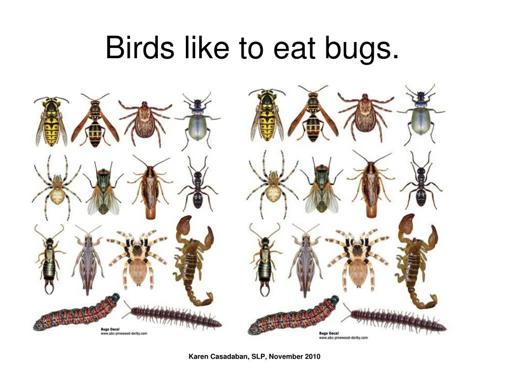 birds like to eat bugs