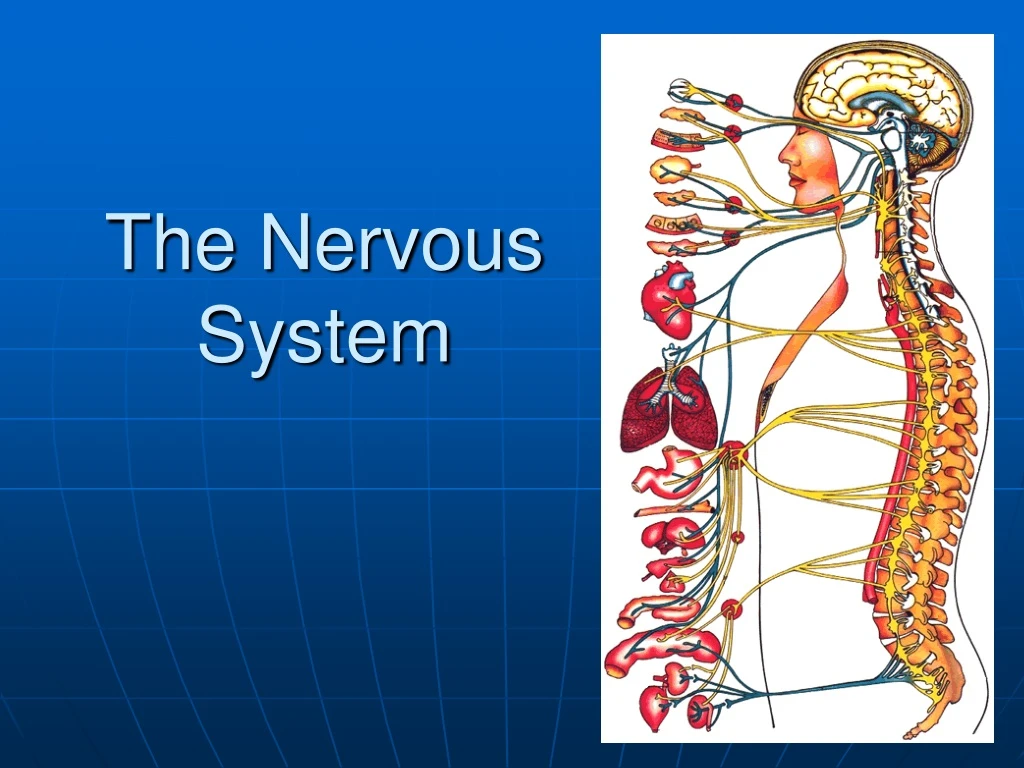 the nervous system