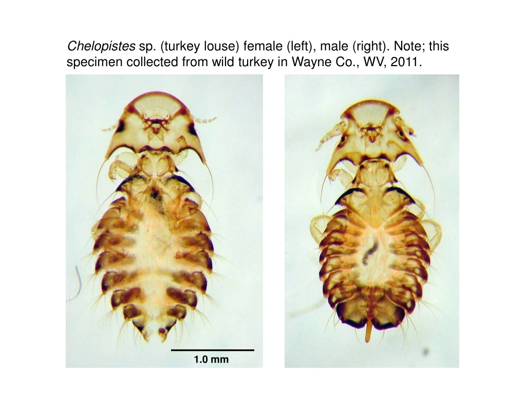 chelopistes sp turkey louse female left male