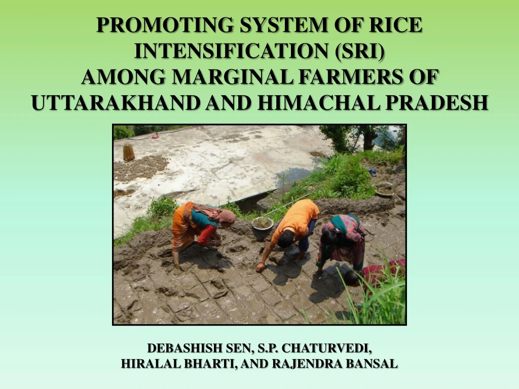 promoting system of rice intensification