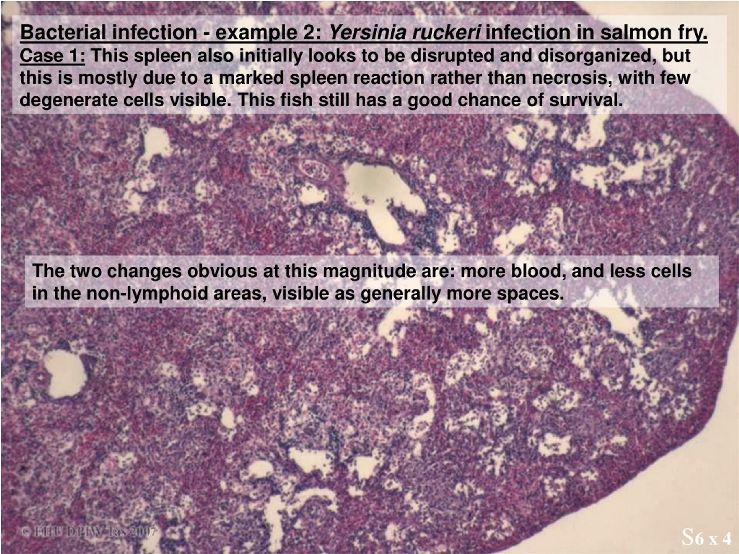 Bacterial Infection: Yersinia Ruckeri Infection in Salmon Fry - slide 1