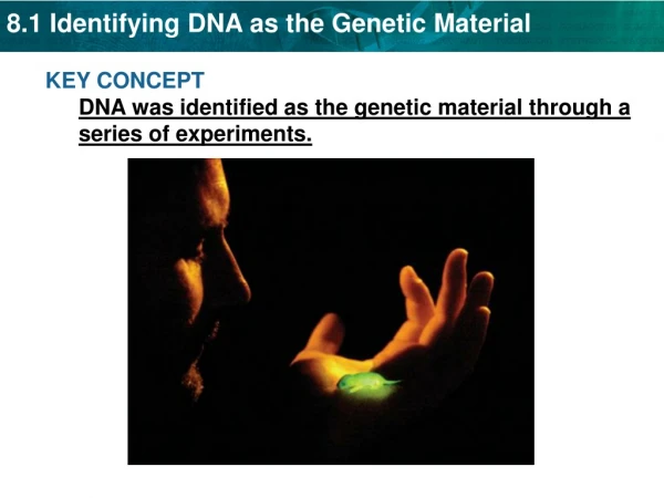 KEY CONCEPT DNA was identified as the genetic material through a series of experiments.