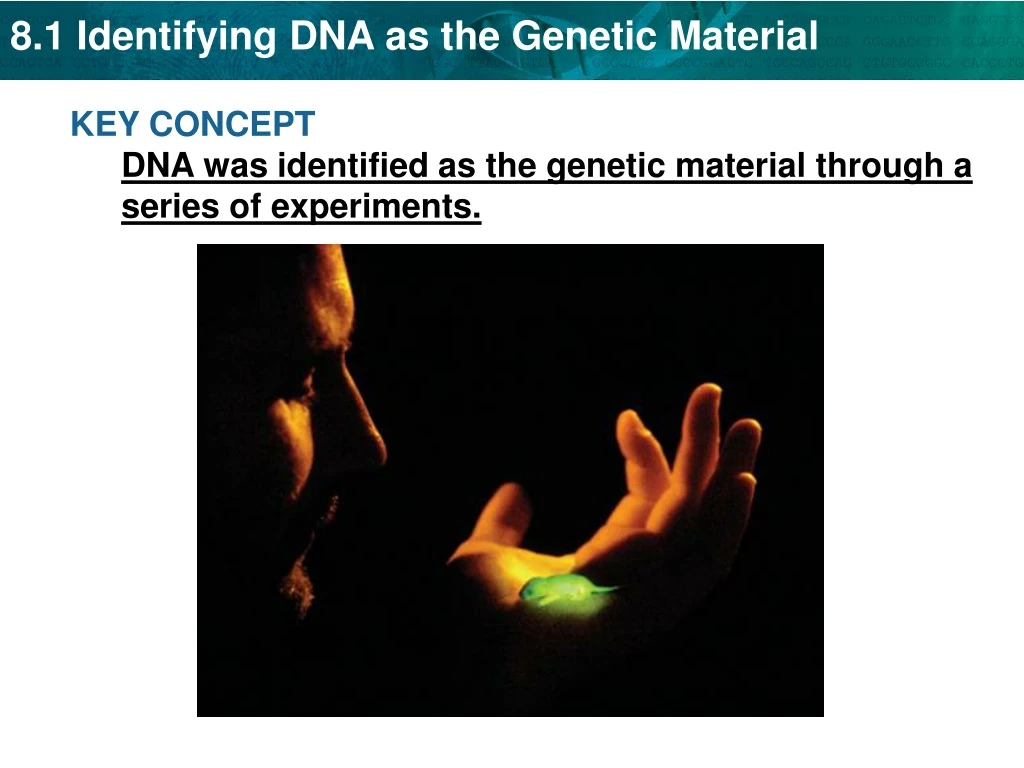 key concept dna was identified as the genetic