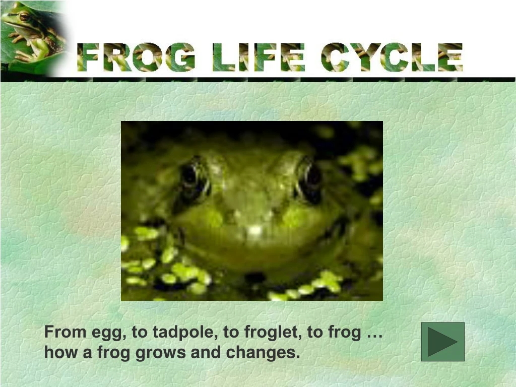 from egg to tadpole to froglet to frog how a frog