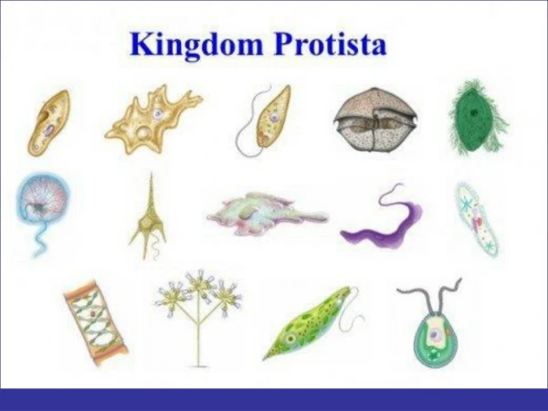 I. The Kingdom Protista