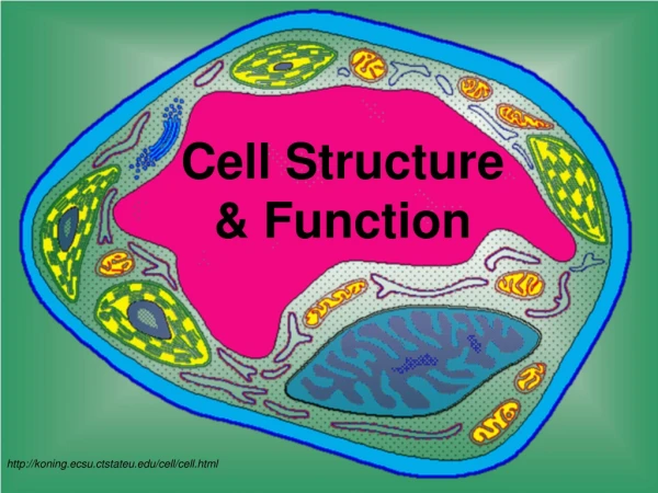 Cell Structure  &amp; Function