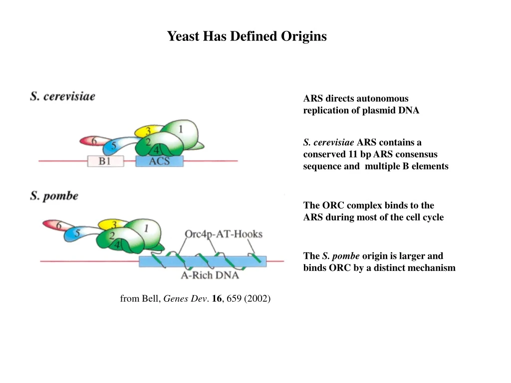 yeast has defined origins