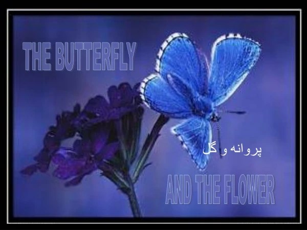 THE BUTTERFLY