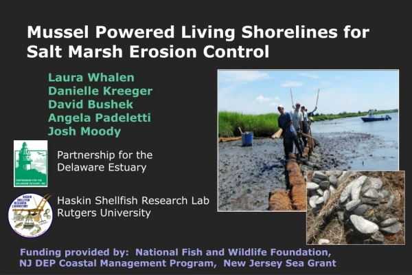 Mussel Powered Living Shorelines for Salt Marsh Erosion Control
