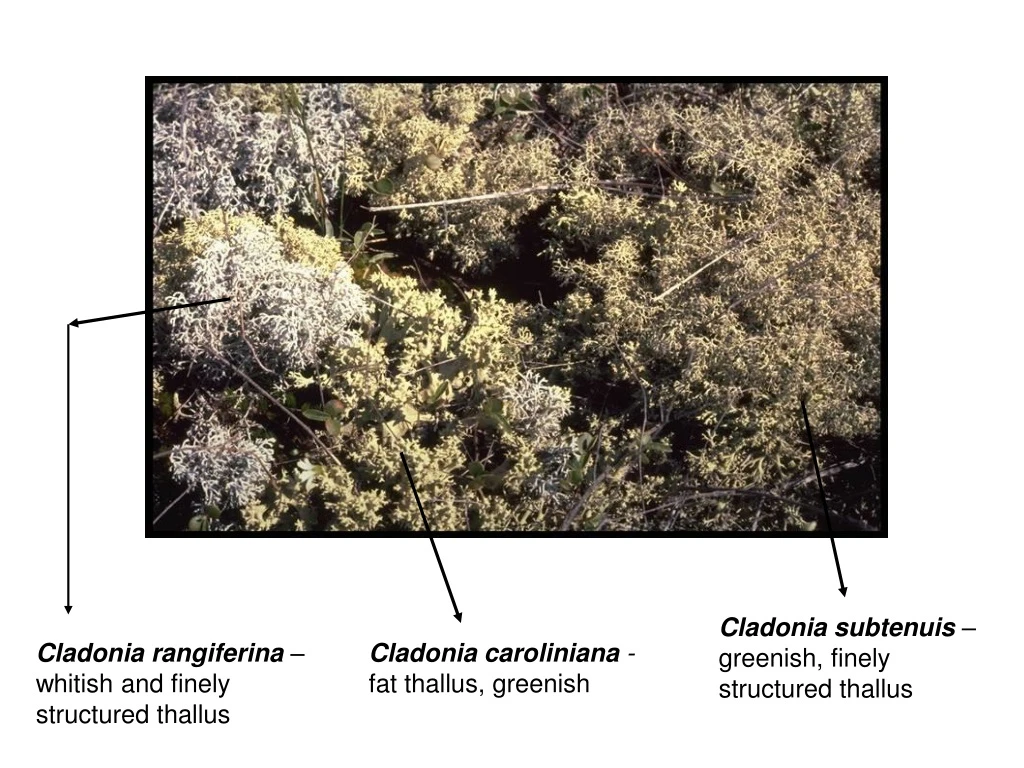 cladonia subtenuis greenish finely structured